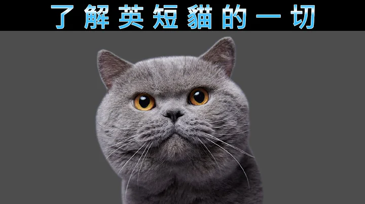 英國短毛貓的十四有趣真相 - 天天要聞