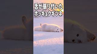 【勇敢】ホッキョクギツネが、北国の人なら誰もが恐れることをやってのけた #shorts #動物 #救助 #癒し#ホッキョクギツネ