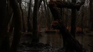 Beautiful Relaxing Music, Mysterious Forest, Peaceful Soothing Instrumental Music screenshot 5