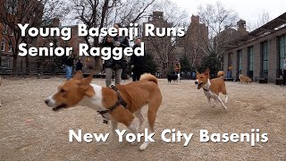 Monty Debuts and Runs Kepler Ragged - New York City Basenji Meetup - 31 December 2023 by New York City Basenjis 374 views 4 months ago 1 minute, 52 seconds