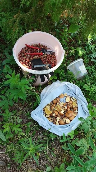КЛУБНИКА полевая и МАСЛЯТА #ягоды #клкбника #грибы #маслята #лето # ...
