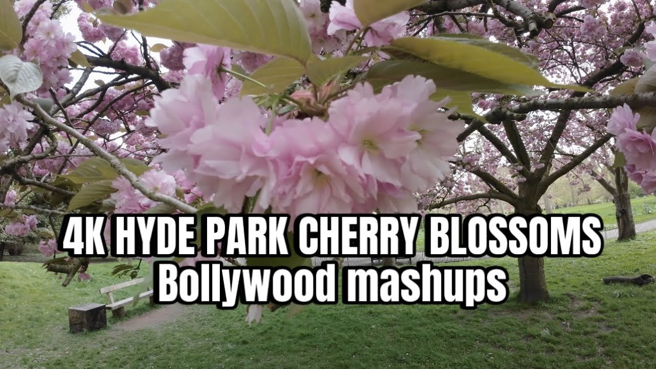 Captivating 4K Hindi Love Songs Cherry Blossoms Special YouTube captivating-4k-hindi-love-songs-cherry-blossoms-special-youtube
