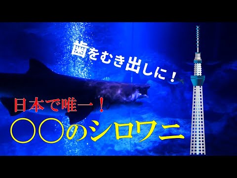 すみだ水族館紹介！国内唯一〇〇のサメ＆日本にしかいない激レアなチョウチョウウオなど！