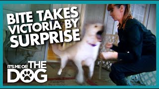 Surprise Attack During Training Shocks Victoria | It's Me or the Dog