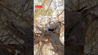 Dove Singing With Joy After Saving Her Chick- Part 2