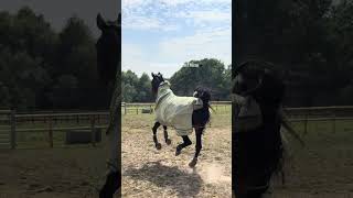 New Horse meets the Herd🖤