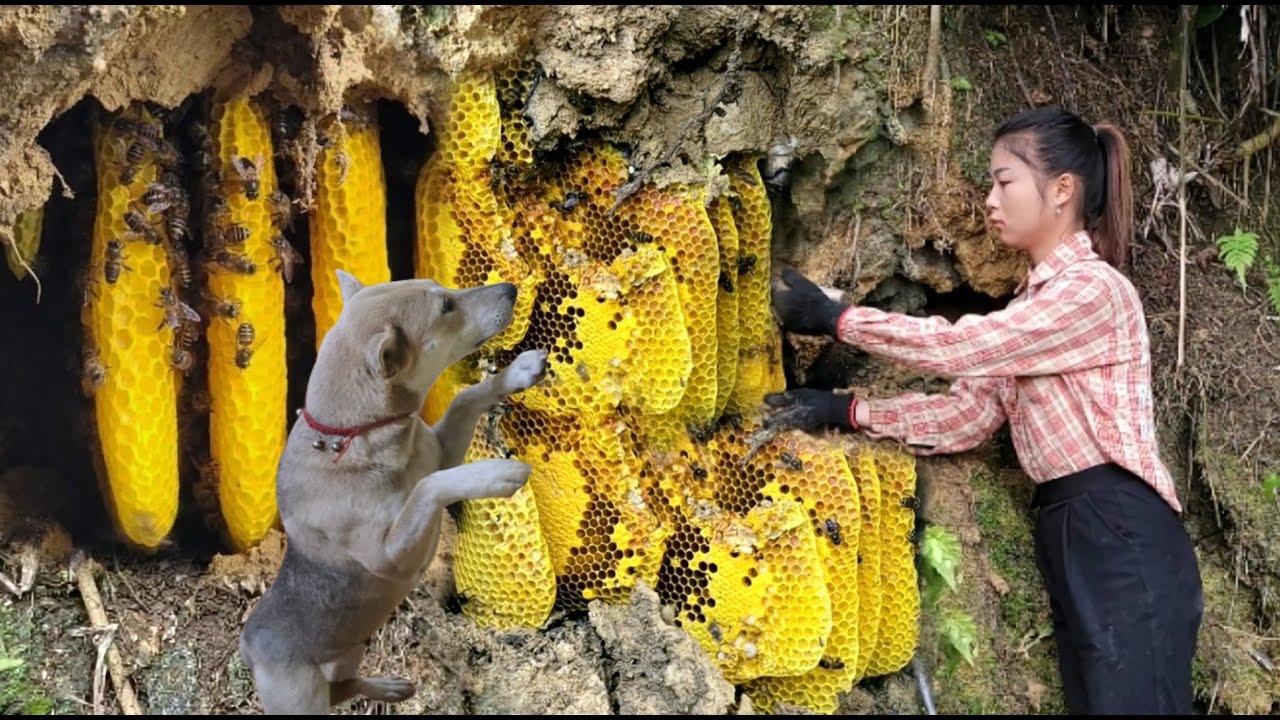 A dog and a Vietnamese girl caught a giant wild beehive. Unexpected results - ha thi muon