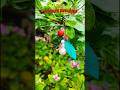 DIY Cherry Keychain | #diykeychains #keychain#diycraft #claycraft #shorts #artworks #diykeyring