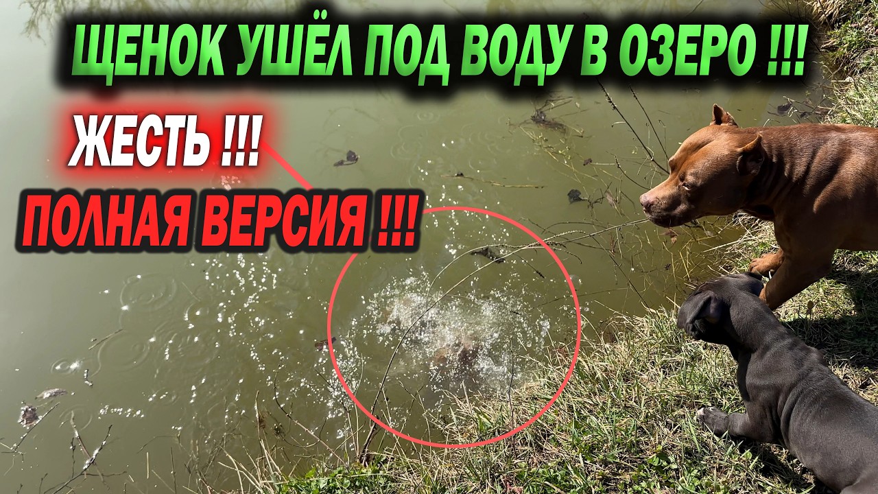 ЩЕНОК ПИТБУЛЯ ТОНЕТ В ОЗЕРЕ. ПОЛНАЯ ВЕРСИЯ.