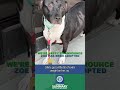 Meet Tawny! Available for adoption at the Bloomfield Township Animal Shelter!