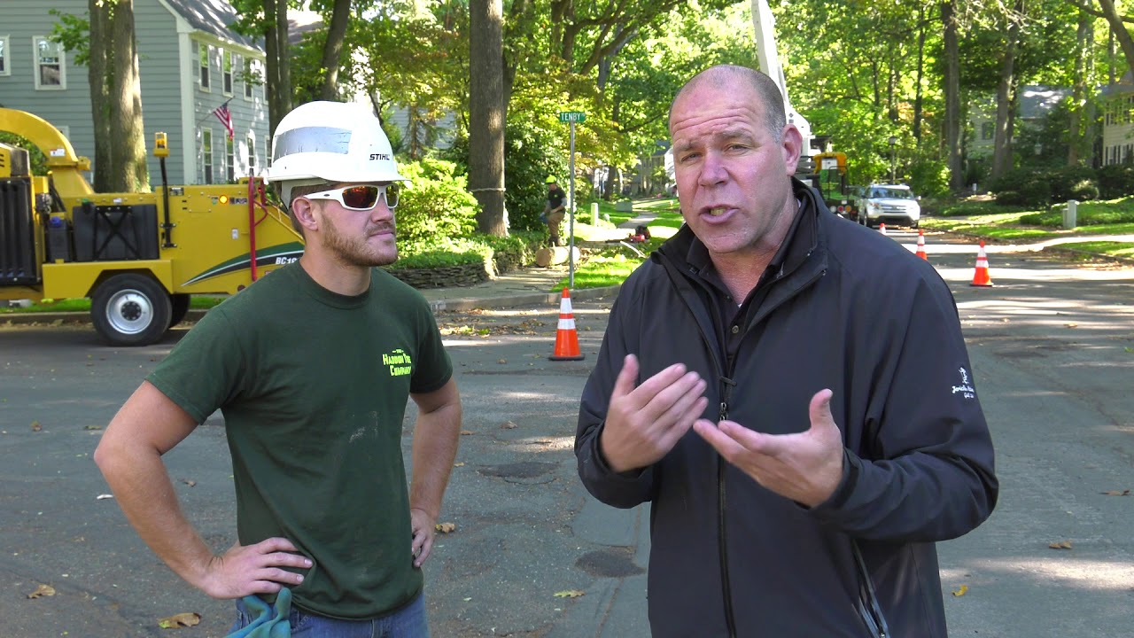 Top 3 Tree Services Clementon NJ 08021 +1 856-795-3333 Tree Services Clementon NJ 08021