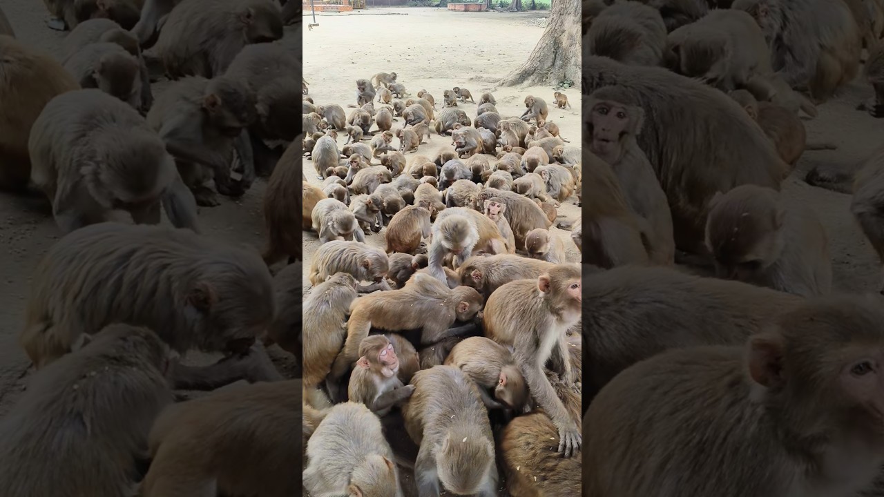 Monkey family eating wheat 🌾🐒 