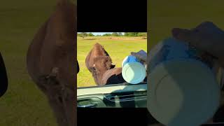 Lol - He is going to eat me!!! #shorts #animals #buffalo