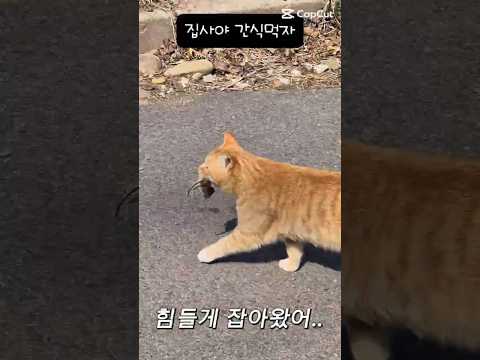 <strong>고양이의</strong> <strong>보은</strong>