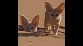 World’s Smallest Wild Dog