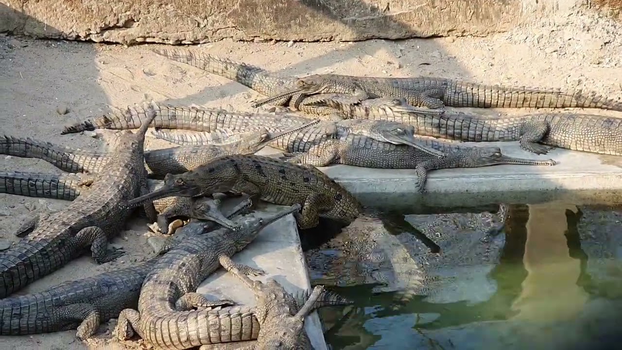 Crocodile breeding centre