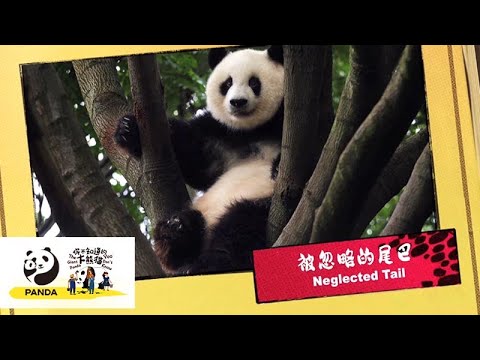 《你不知道的大熊貓》被忽略的尾巴 | iPanda熊貓頻道