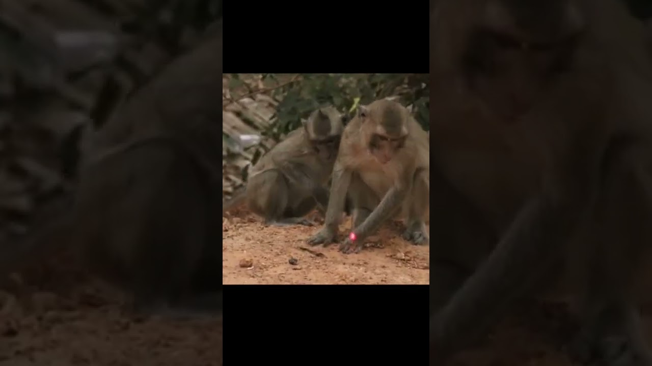 the best prank monkey funny video 