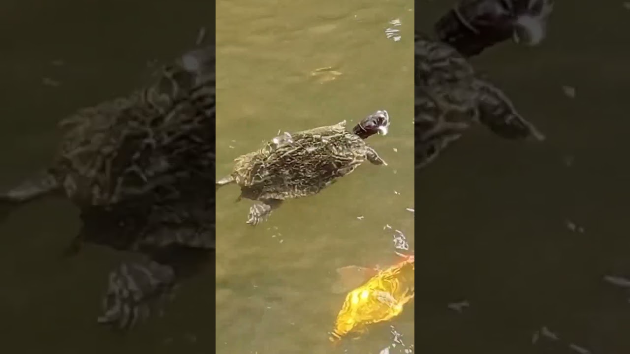 MY BEAUTIFUL TURTLE GETTING SOME VITAMIN D!