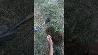One Dig, One Treasure: Metal Detecting Win!