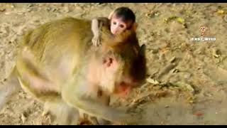 نیش گرفتن بچه میمون توسط مورچه ها|| افتادن بچه ميمون بدشانس از درخت|babimonke