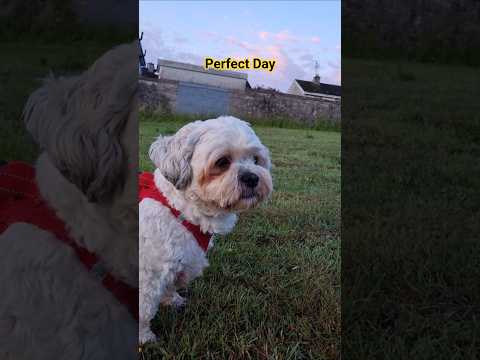 Such a Perfect Day for the Terriers 🥰