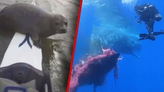 Close Encounters with Sea Creatures