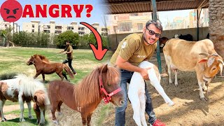 COW NE BACHA DE DIYA 😍 PONY HORSE BHI SET HOGAE