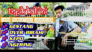 ⛔ CARA MENGATASI LOVEBIRD :📌 GESTANG 📌 OVER BIRAHI📌 KEPO 📌 NGERING *KEKEK MANIA* *EKEK MANIA* ©IDJTV screenshot 5