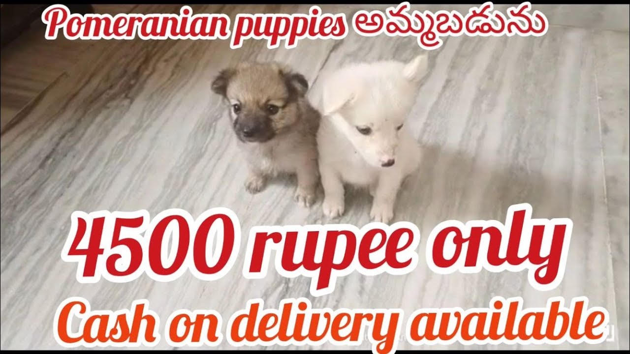 Pomeranian puppies for sale7670881311vijayawadadog market in