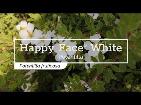 30 Seconds With Happy Face White Potentilla Youtube