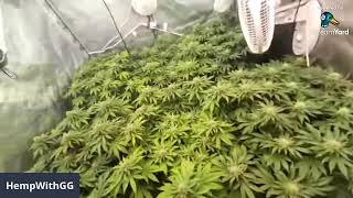 Gg live Lounge join on panel. Share your grow chill and smoke