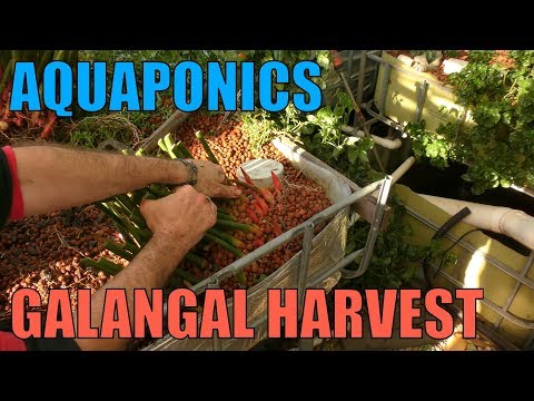 aquaponics-galangal-harvest