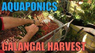 Aquaponics Galangal Harvest