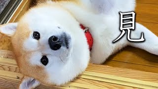 なでなでされながらもカメラ目線を怠らない柴犬