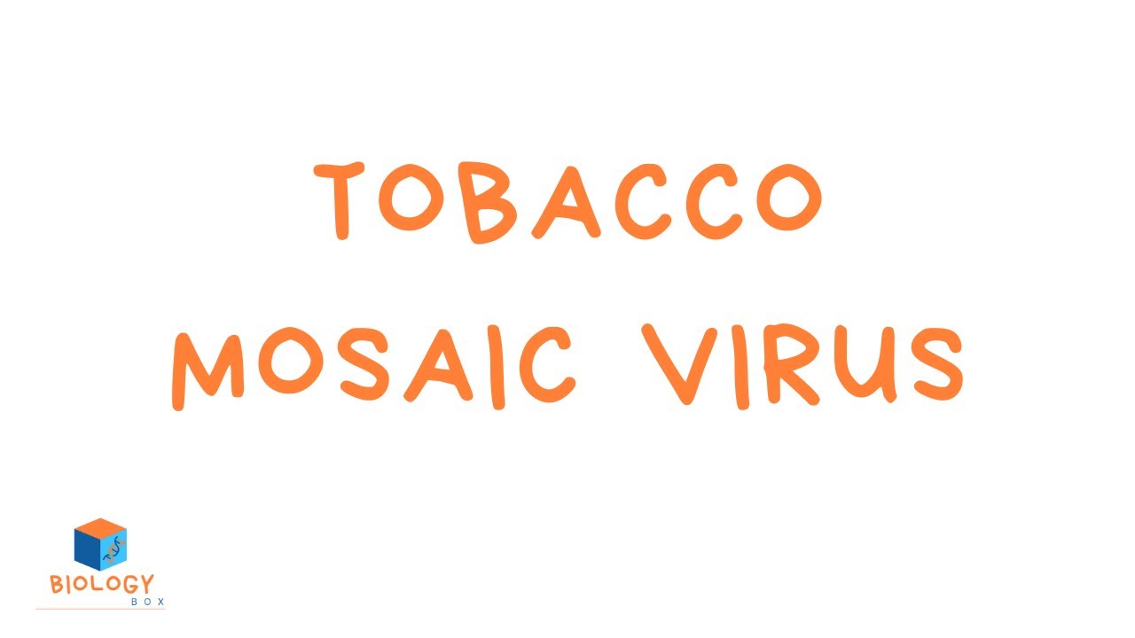 tobacco mosaic virus symptoms gcse GCSE Biology - Infection & Response