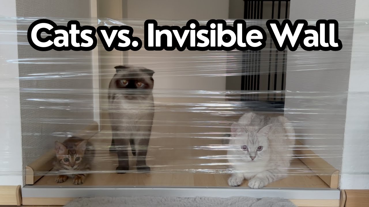 Cats vs. Invisible Wall