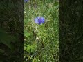Centaurea ceyanus, cornflower #agroforestry