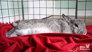 Netherland Dwarf Bunny Is Sleepy 💤