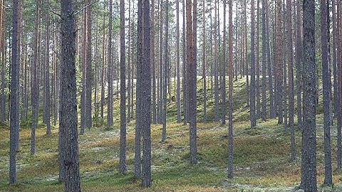 Finnish Forests and Everyman