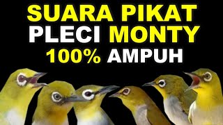 SUARA PIKAT BURUNG PLECI MONTY RIBUT