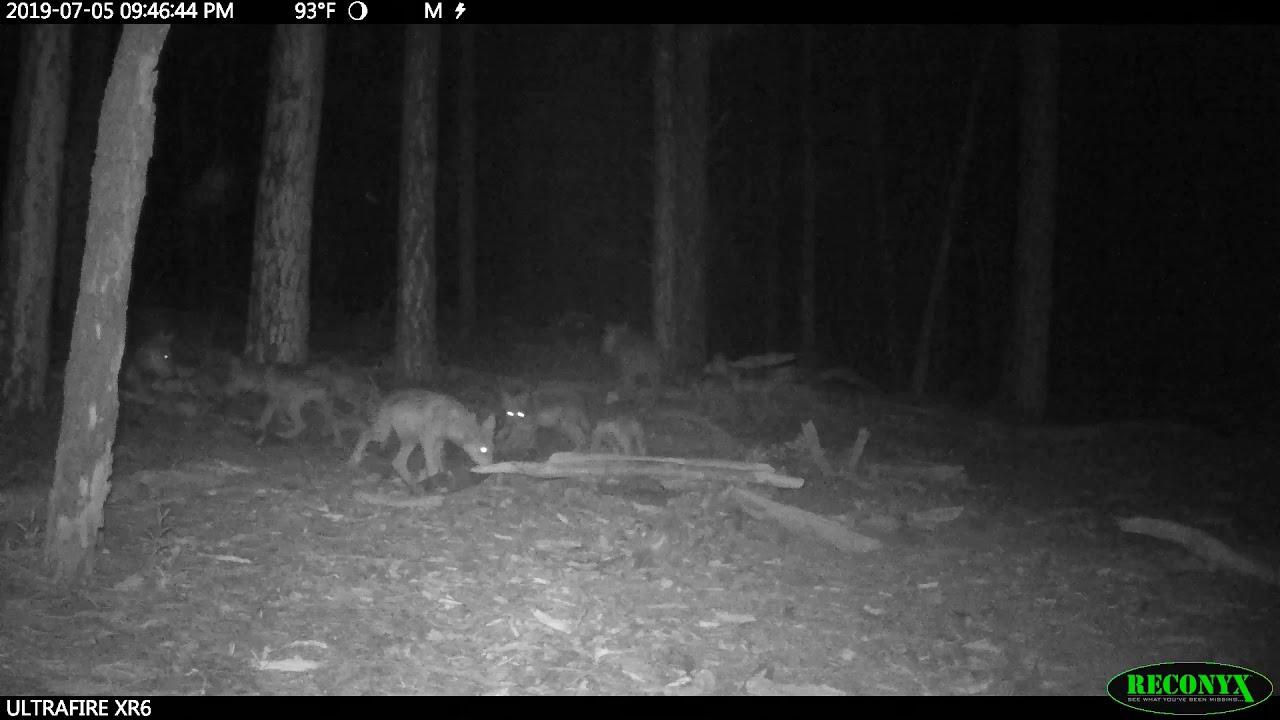 u.s. virgin islands Mexican wolf pups eat and explore at night