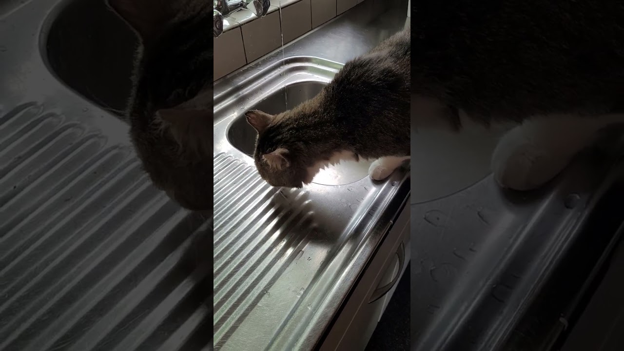 After food time. Timo inspects if he cannot find anything else.