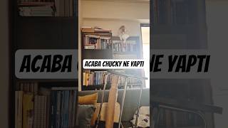 Kedime Bir Şey Söyledim Yaptığına İnanamadım