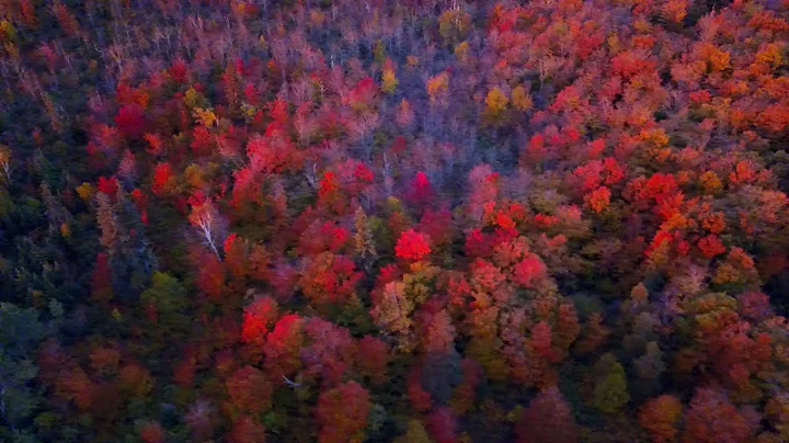 Fall Colors from Oberg Mountain at Sunrise