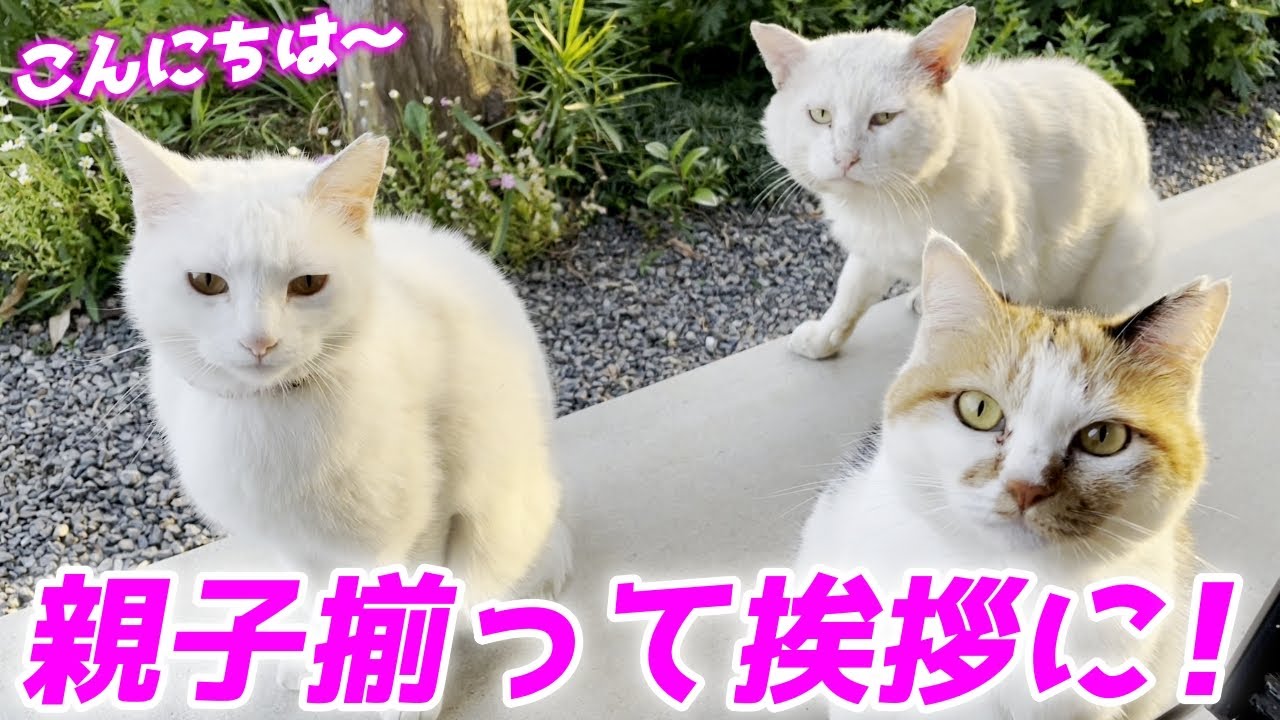 親子揃って挨拶に来てくれた母猫と父猫と娘猫が可愛すぎました！[三毛