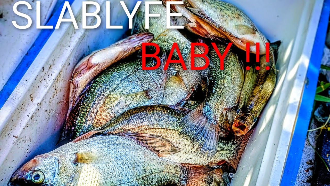 Ловля окуня и басса в декабре с использованием живых мелких рыбок #ловляокуня #ловлябасса