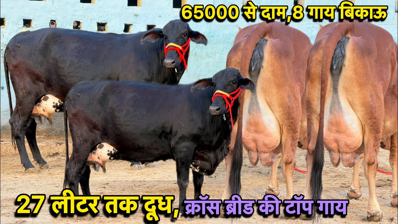 27 लीटर तक दूध,8 गाय बिकाऊ👍टॉप गिरलैंडो,जर्सी क्रॉस,साहीवाल क्रॉस👌Top Cross Breed Cows For Sale
