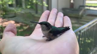 Holding a HUMMINGBIRD in my HAND!! by Tayt's Nature Show 49,479 views 4 years ago 2 minutes, 13 seconds