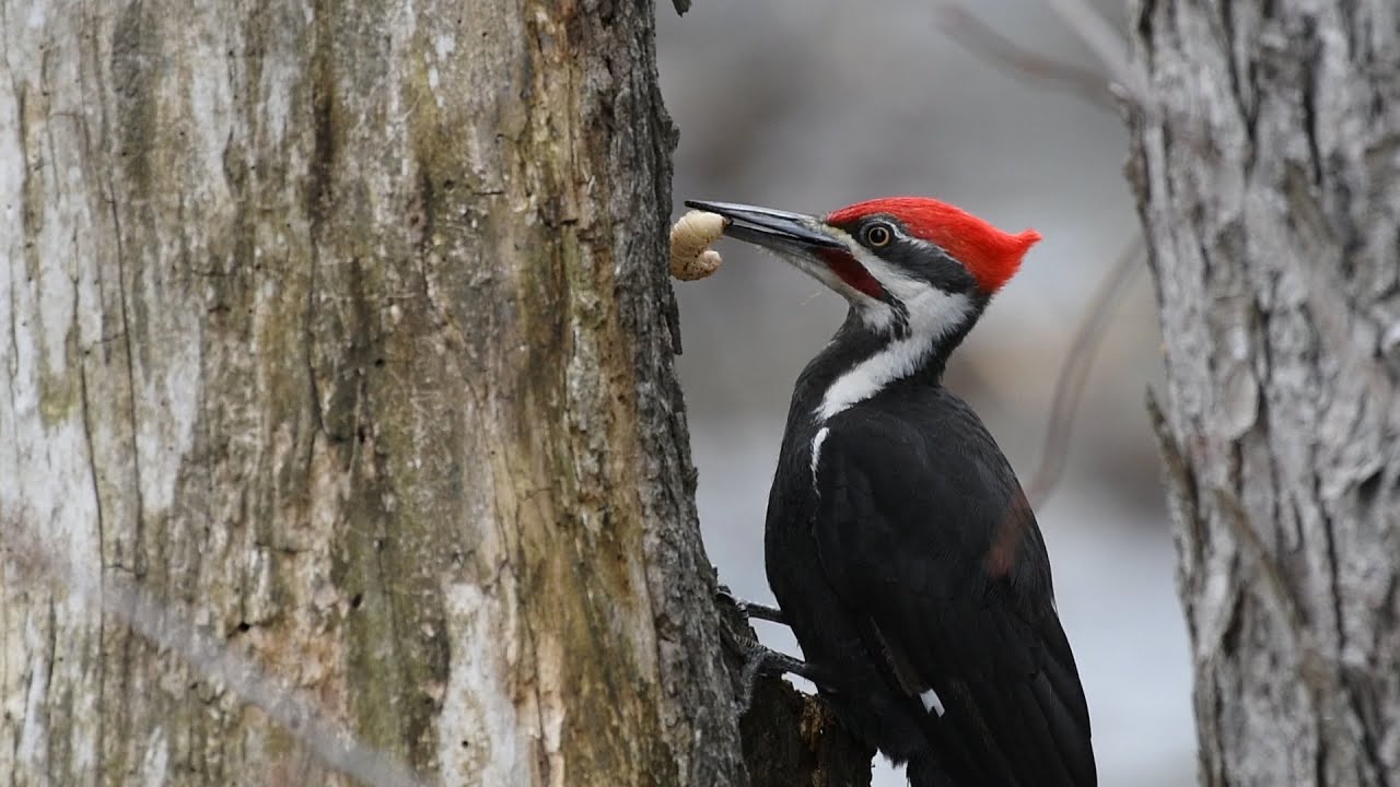 Pileated Woodpecker eats large grub short version - YouTube